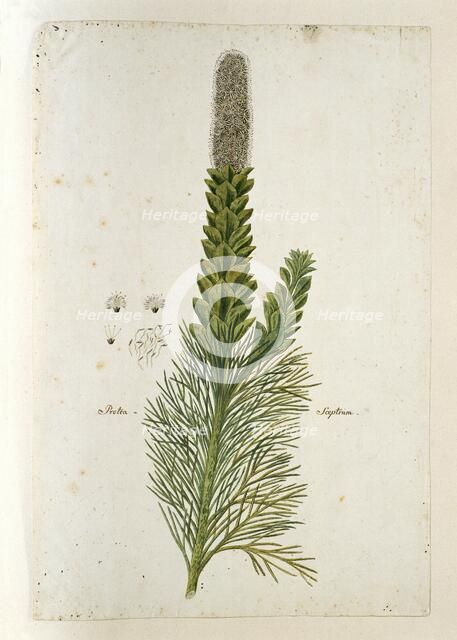 Paranomus sceptrum-gustavianus (Sparrm.) Hyllander (King Gustav’s Skeptre), 1777-1786. Creator: Robert Jacob Gordon.