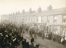 Parade of Barnum and Bailey's Circus elephants, Chesterfield, Derbyshire, 1899. Creator: Unknown