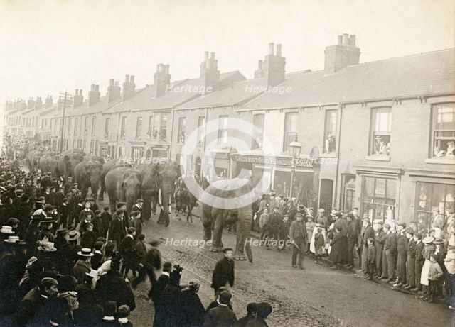 Parade of Barnum and Bailey's Circus elephants, Chesterfield, Derbyshire, 1899. Creator: Unknown.