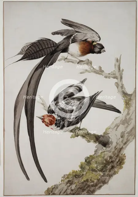 Paradise widow and sparrow bird, 18th century. Creator: Aert Schouman.