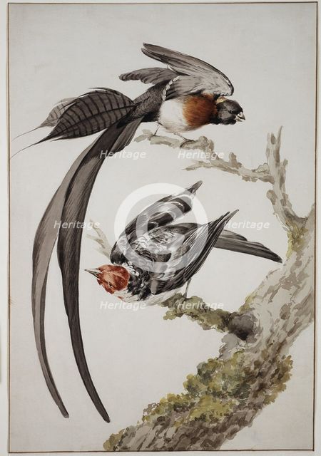Paradise widow and sparrow bird, 18th century. Creator: Aert Schouman.