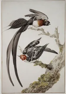 Paradise widow and sparrow bird, 18th century. Creator: Aert Schouman