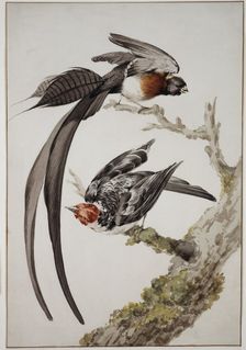 Paradise widow and sparrow bird, 18th century. Creator: Aert Schouman