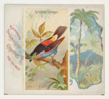 Paradise Tanager, from Birds of the Tropics series (N38) for Allen & Ginter Cigarettes, 1889. Creator: Allen & Ginter