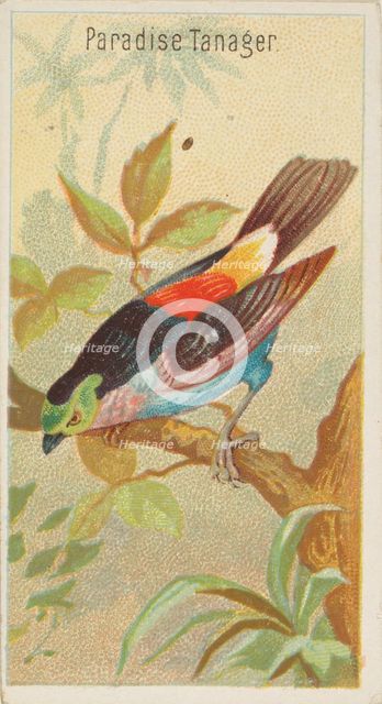 Paradise Tanager, from the Birds of the Tropics series (N5) for Allen & Ginter Cigarettes ..., 1889. Creator: Allen & Ginter.