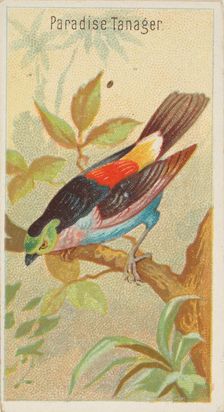 Paradise Tanager, from the Birds of the Tropics series (N5) for Allen & Ginter Cigarettes ..., 1889. Creator: Allen & Ginter