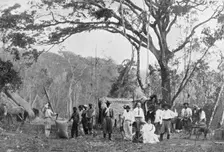 Paraguayan tea gathering, Paraguay, 1911