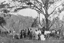 Paraguayan tea gathering, Paraguay, 1911