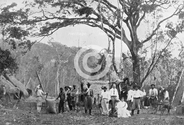 Paraguayan tea gathering, Paraguay, 1911. Artist: Unknown