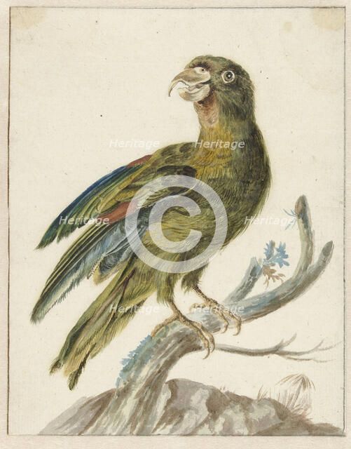 Parakeet, 1670-1719. Creator: Jan Weenix.