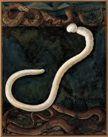 Parasites: a parasitical worm, shown much enlarged, with its hosts, c1930. Creator: J Svoboda