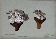 Parasitic fungi (Nyctalis species) growing on decayed Russula fungi, 1889. Creator: R Baker