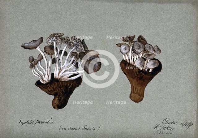 Parasitic fungi (Nyctalis species) growing on decayed Russula fungi, 1889. Creator: R Baker.