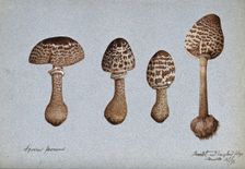 Parasol mushrooms (Lepiota procera): four fruiting bodies, 1892. Creator: Unknown