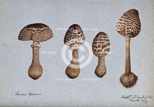 Parasol mushrooms (Lepiota procera): four fruiting bodies, 1892. Creator: Unknown.