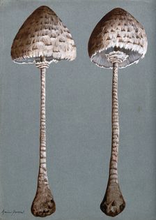Parasol mushrooms (Lepiota procera): two fruiting bodies, c1890s. Creator: Unknown