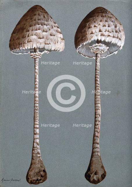 Parasol mushrooms (Lepiota procera): two fruiting bodies, c1890s. Creator: Unknown.