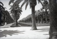 Parc Lyautey, Casablanca, Morocco, c1955. Creator: Arthur Charles Kirby Ware