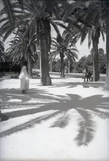 Parc Lyautey, Casablanca, Morocco, c1955. Creator: Arthur Charles Kirby Ware
