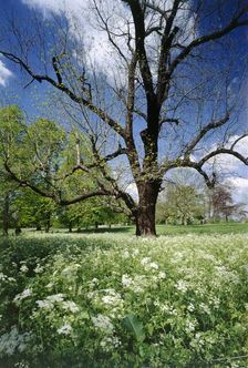 Park of Marble Hill House, Twickenham, Richmond-upon-Thames, London, c1980-c2017. Artist: Historic England Staff Photographer