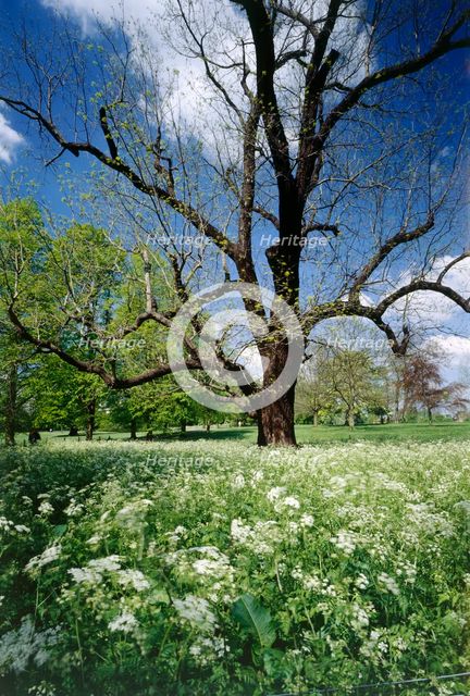 Park of Marble Hill House, Twickenham, Richmond-upon-Thames, London, c1980-c2017. Artist: Historic England Staff Photographer.