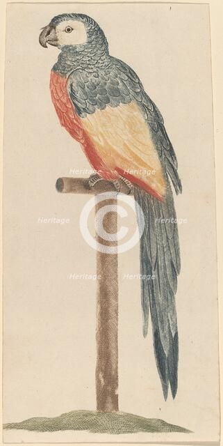 Parrot, 1680s/1690s. Creator: Workshop of Johann Teyler.
