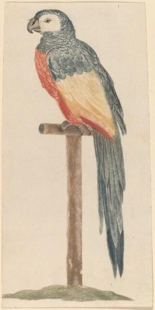 Parrot, 1680s/1690s. Creator: Workshop of Johann Teyler