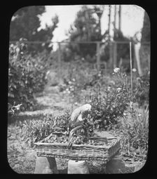 Parrot on basket - unknown location. Creator: Unknown