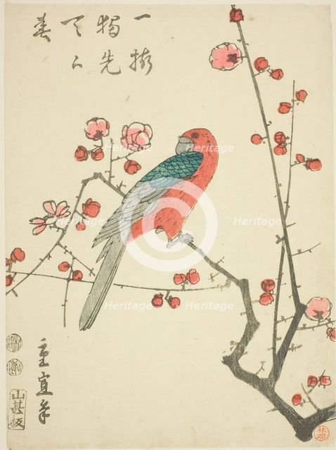 Parrot on plum branch, c. 1848/52. Creator: Utagawa Hiroshige II.