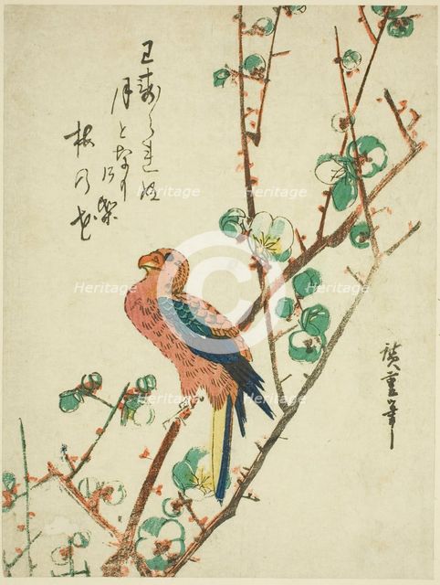 Parrot on plum tree, 1830s. Creator: Ando Hiroshige.