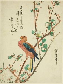 Parrot on plum tree, 1830s. Creator: Ando Hiroshige