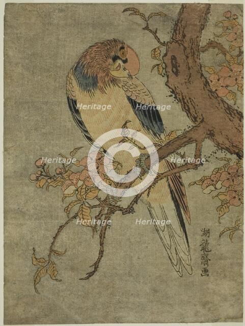 Parrot on Quince Tree, c. 1770. Creator: Isoda Koryusai.