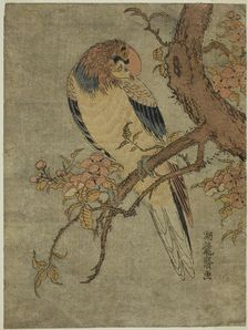Parrot on Quince Tree, c. 1770. Creator: Isoda Koryusai