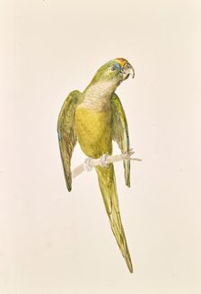 Parrot, around 1840/1850. Creator: Leopold von Stoll