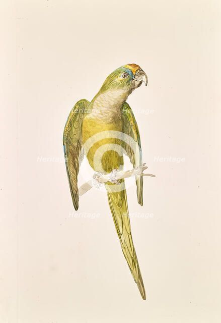 Parrot, around 1840/1850. Creator: Leopold von Stoll.