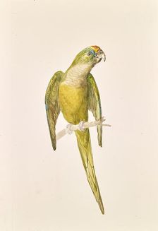 Parrot, around 1840/1850. Creator: Leopold von Stoll