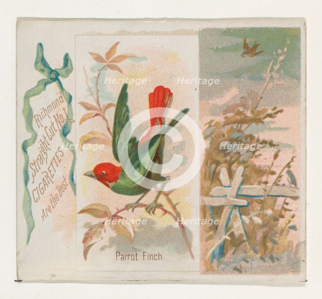 Parrot Finch, from the Song Birds of the World series (N42) for Allen & Ginter Cigarettes,..., 1890. Creator: Allen & Ginter.