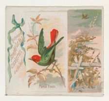 Parrot Finch, from the Song Birds of the World series (N42) for Allen & Ginter Cigarettes,..., 1890. Creator: Allen & Ginter