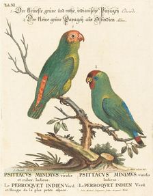 Parrot (Le Perroquet Indien. Psittacus Minimus). Creator: Johann Michael Seligmann