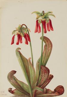 Parrot Pitcherplant (Sarracenia psittacina), 1925. Creator: Mary Vaux Walcott