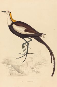 Parra Sinensis (Pheasant-Tailed Jacana). Creator: Elizabeth Gould