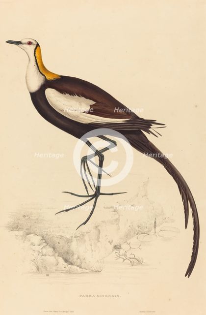 Parra Sinensis (Pheasant-Tailed Jacana). Creator: Elizabeth Gould.