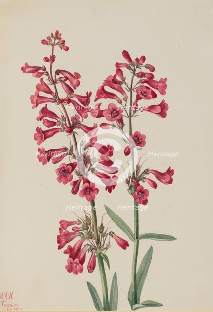 Parry's Penstemon (Penstemon parryi), 1927. Creator: Mary Vaux Walcott.