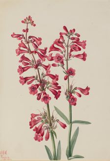 Parry's Penstemon (Penstemon parryi), 1927. Creator: Mary Vaux Walcott