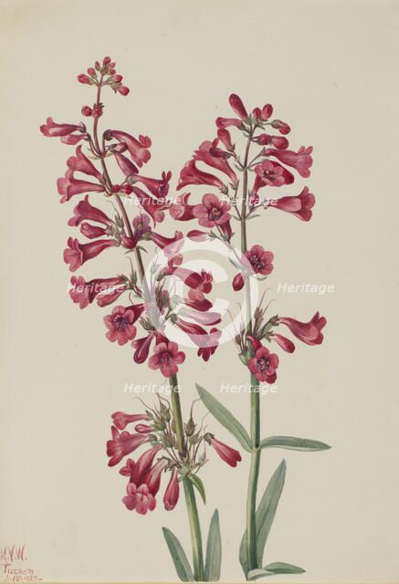 Parry's Penstemon (Penstemon parryi), 1927. Creator: Mary Vaux Walcott.