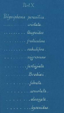 Part X, ca. 1853. Creator: Anna Atkins