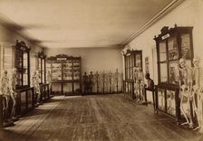 Part of the anatomical museum, 1890. Creator: Unknown