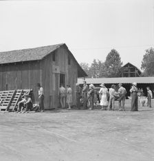 Part of the lineup at paymaster's window..., near Grants Pass, Oregon, 1939. Creator: Dorothea Lange