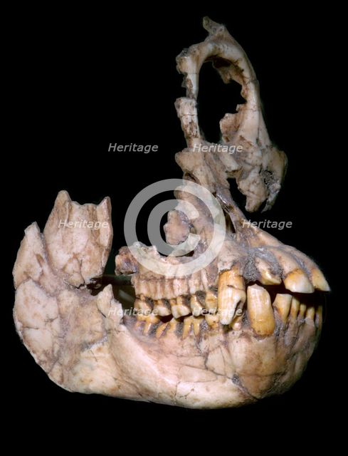 Part of the skull of Sivapithecus Sivalensis. Artist: Unknown
