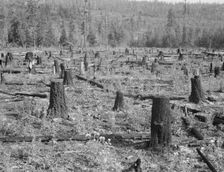 Part of uncleared land on farm on farm, Boundary County, Idaho, 1939. Creator: Dorothea Lange